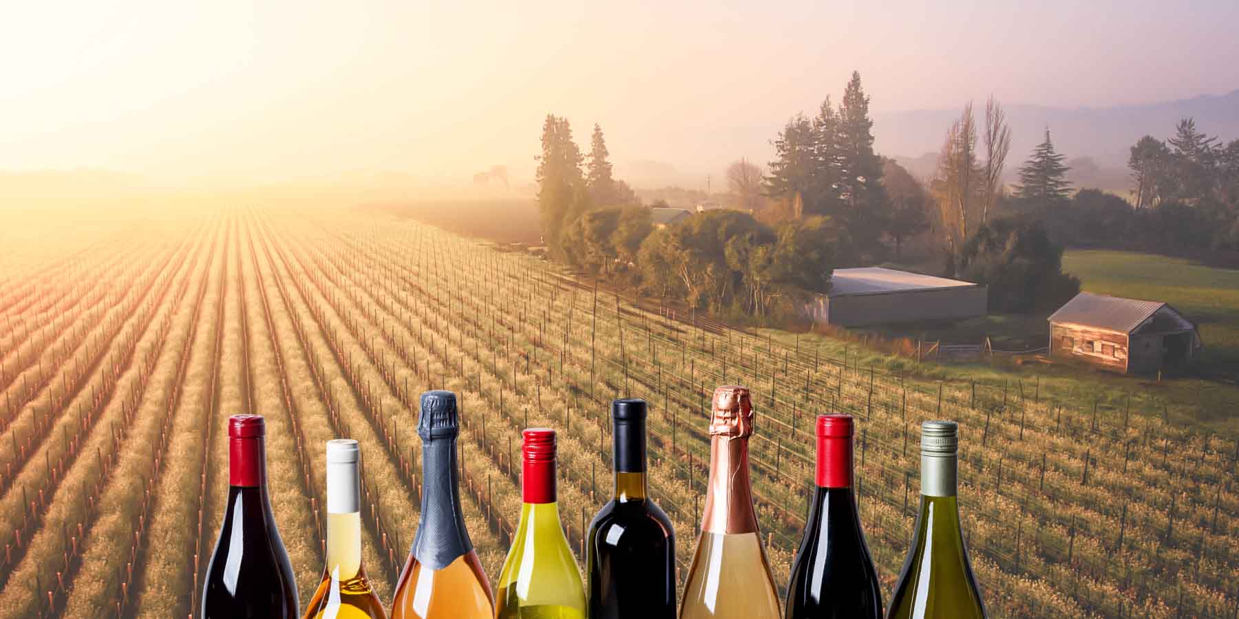 Sonoma and wine bottles